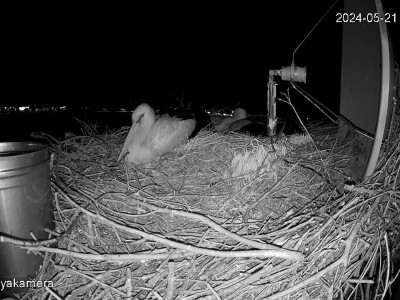 SnapShot-20240521_213457_pótszülők_herédi_fiókák_a_fészekben