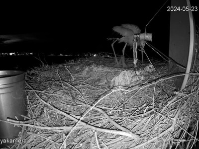 SnapShot-20240523_213515__herédi_fiókák_a_fészekben