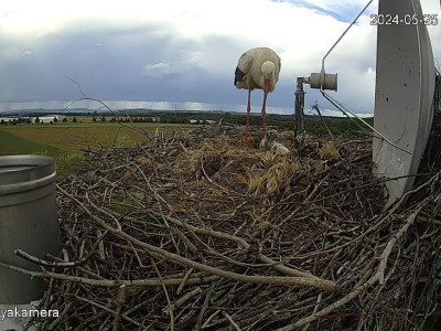 SnapShot-20240525_174851_pótpapa__herédi_fiókák_a_fészekben