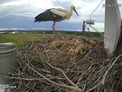 SnapShot-20240525_181352_tojó_visszatér_herédi_fiókák_a_fészekben