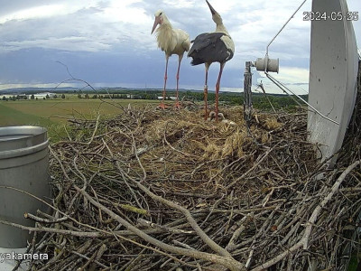 SnapShot-20240525_181640_pár_kelepel