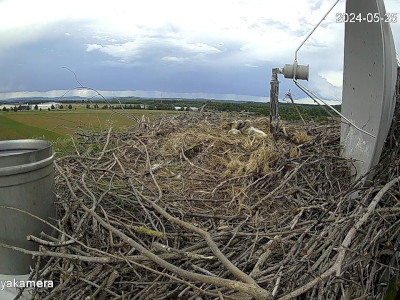 SnapShot-20240525_180002_herédi_fiók��k_a_fészekben_hárman