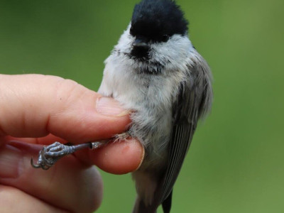 baratcinege_Kovacs Csaba