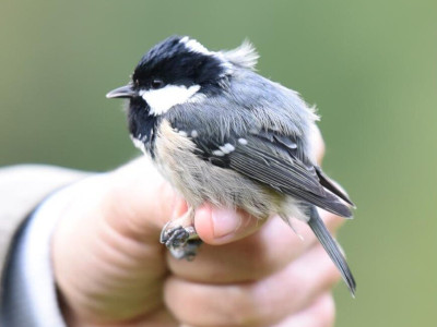 fenyvescinege_Pasztor Zoltan