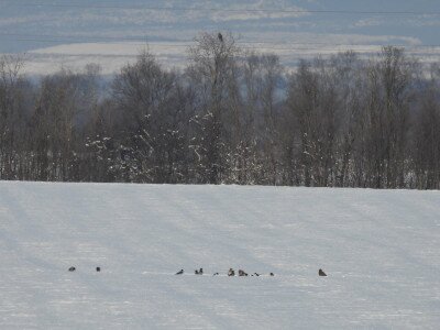 A parlagi sas zsákmánymaradékán osztozkodó dolmányos varjak, szarkák, egerészölyvek_Sasvári János