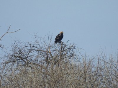 parlagi_sas_ezustfan_Sasvári János