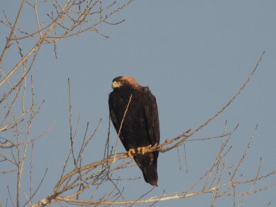 Kifejlett, territóriumot őrző parlagi sas_Sasvári János