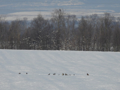 A parlagi sas zsákmánymaradékán osztozkodó dolmányos varjak, szarkák, egerészölyvek_Sasvári János