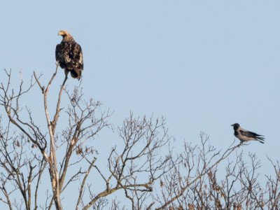 4. naptári éves parlagi sas_DSC_7139_Papp Csaba