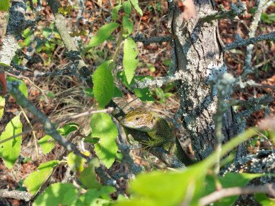 Zöld gyík (Lacerta viridis) 