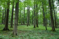 Magyar Nemzeti Parkok Hete - Őserdő túra