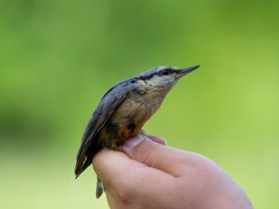 Ilku György_240520_1080