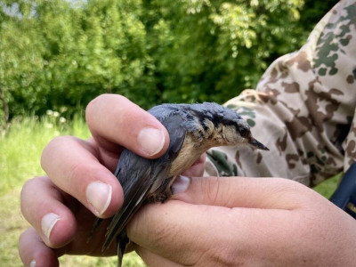 csuszka_Budai Roxana