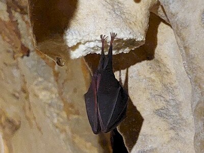 Szent István-barlang, kis patkósdenevér