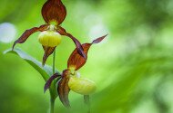 Orchidea Nap - előadás és fotózás