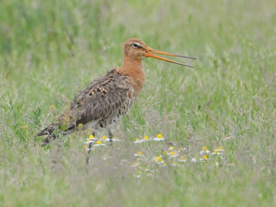 A fokozottan védett nagy goda is a tocsogós területek madara _ Seres Nándor
