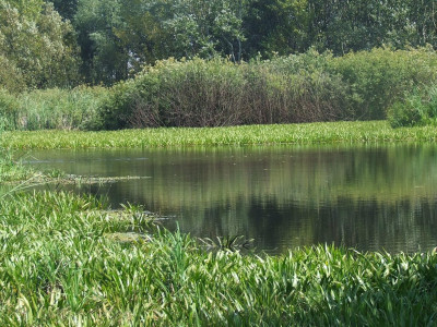 Kolokános _ Zákány Albert