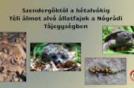 Szendergőktől a hétalvókig - Téli álmot alvó állatfajok a Nógrádi Tájegységben
