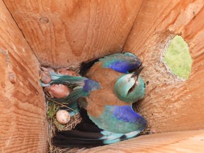 A fogságba esett szalakóta