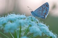 Természetmegőrzési Műhely - Színes szárnyakon: A lepkék különleges világa