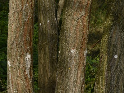 injektalt_akacok_barthacs278